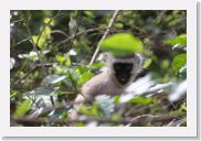 08AkageraAllDayGameDrive - 009 * Vervet Monkey.